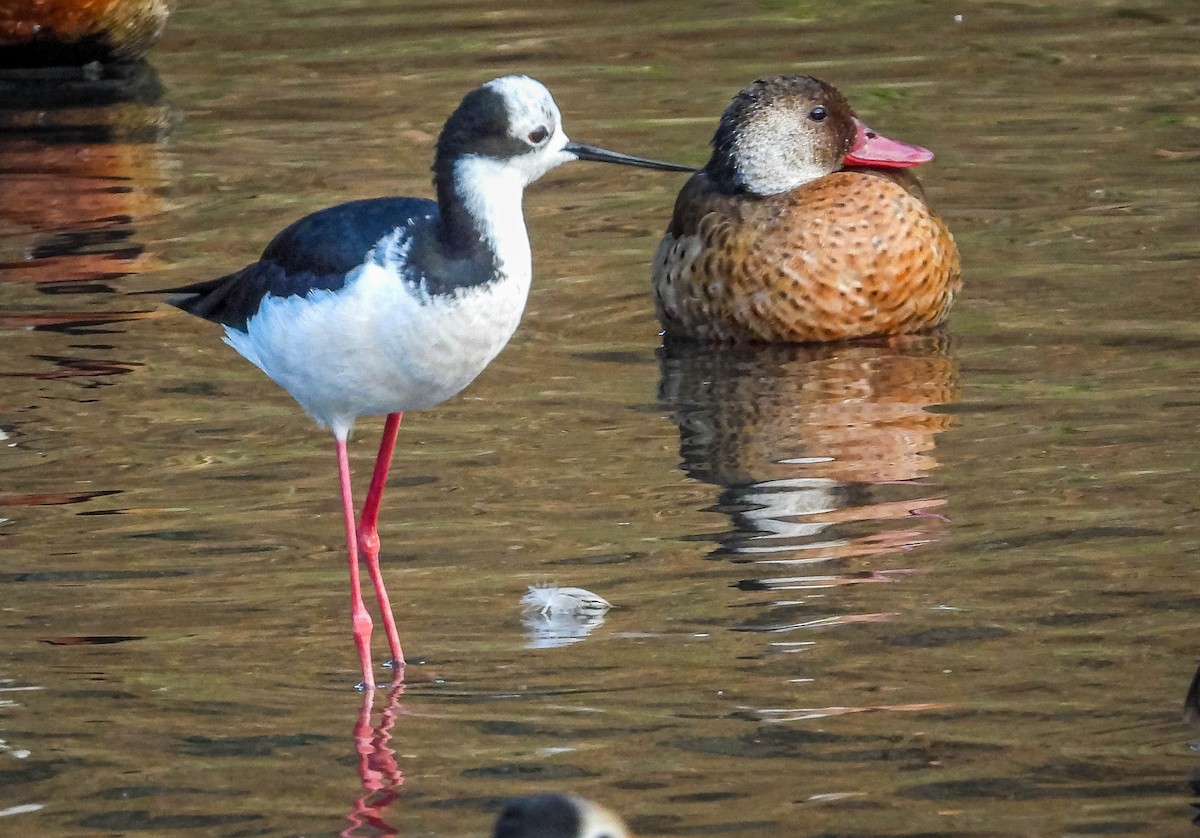 Black-necked Stilt - ML620716510