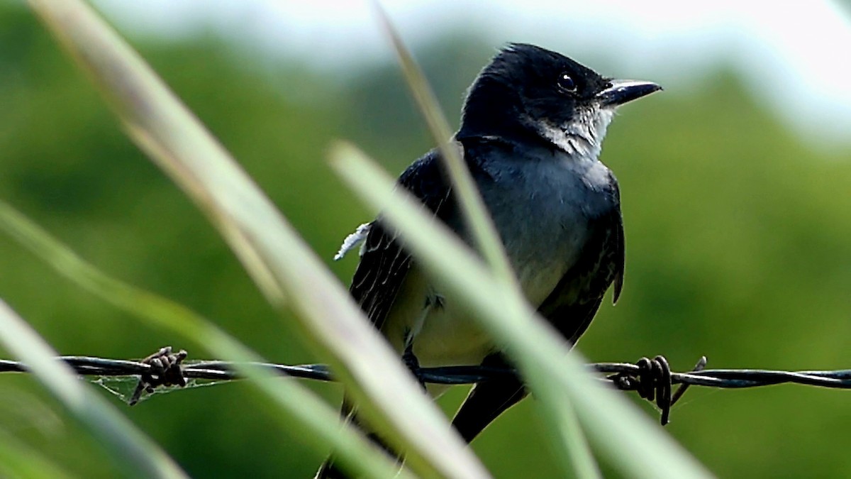 Eastern Kingbird - ML620716511