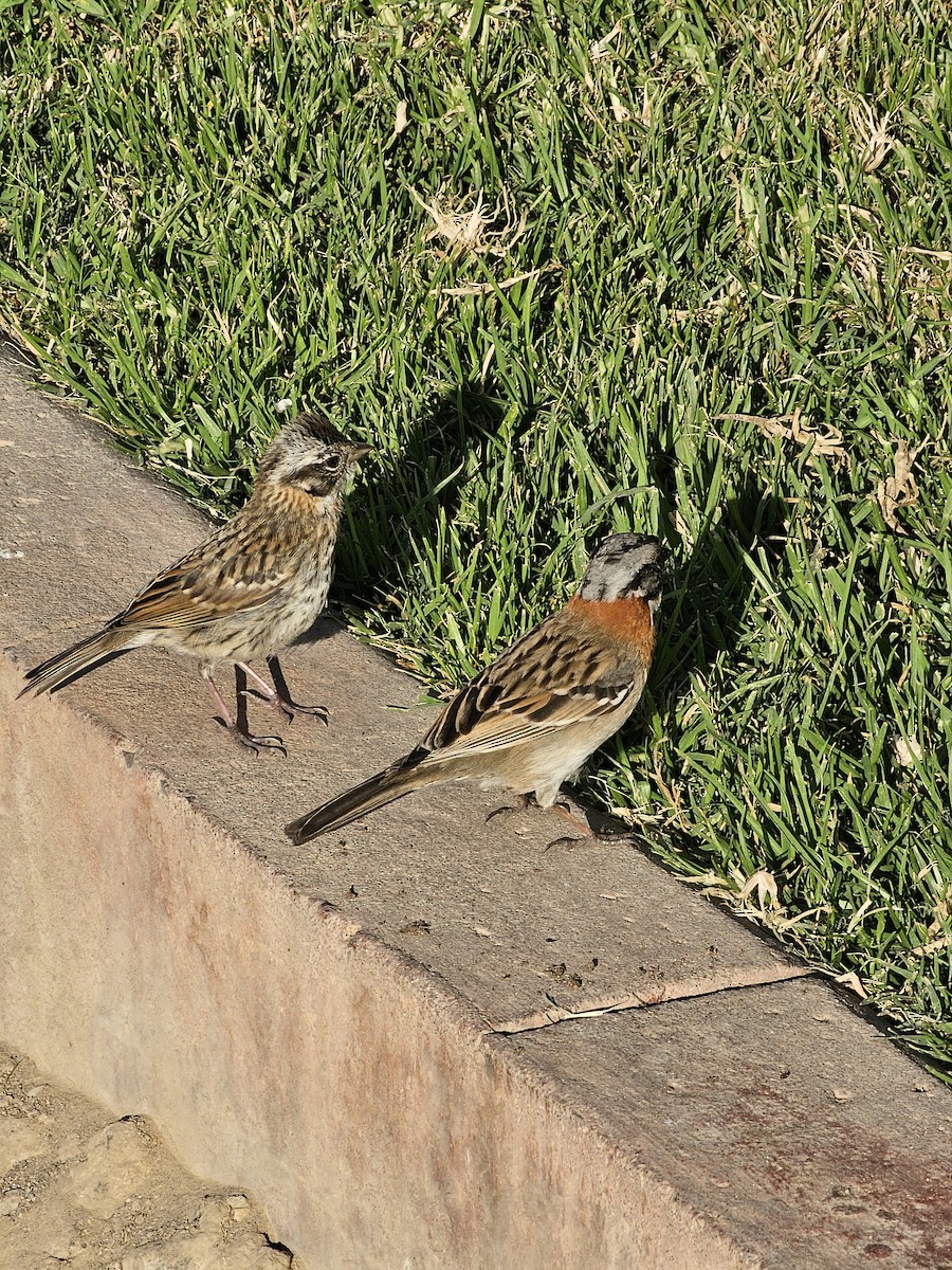 Rufous-collared Sparrow - ML620716513