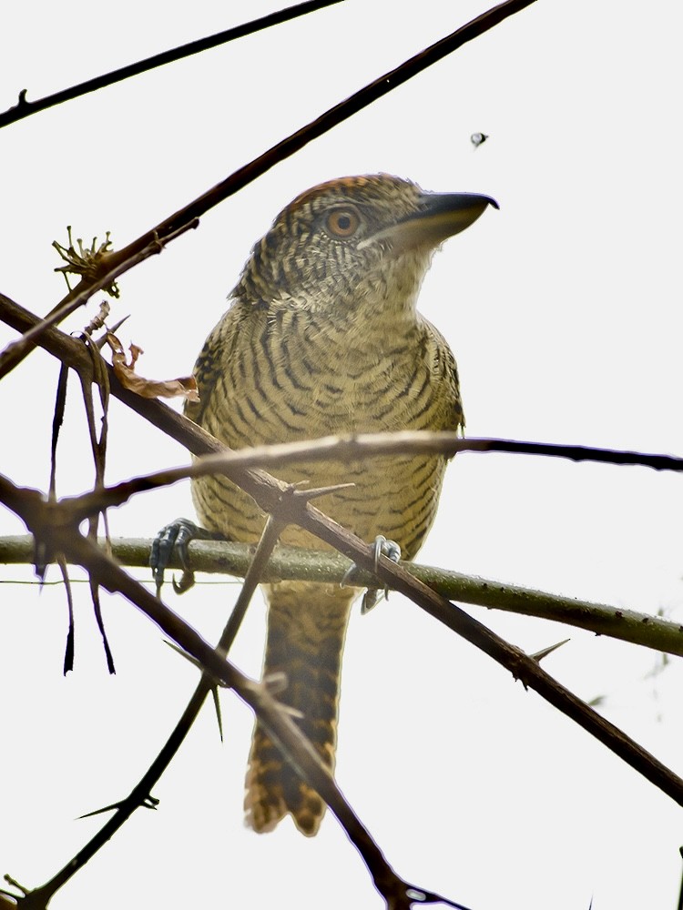 Fasciated Antshrike - ML620716514