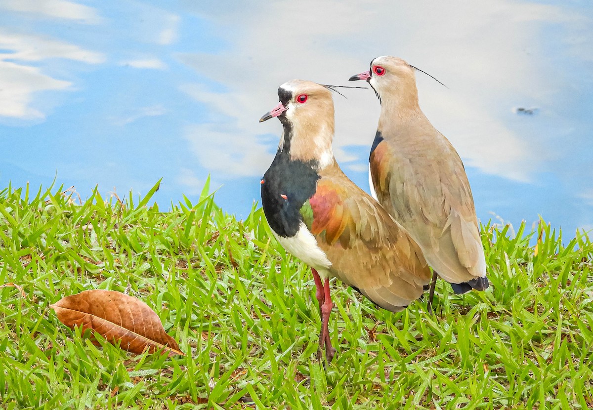 Southern Lapwing - ML620716516