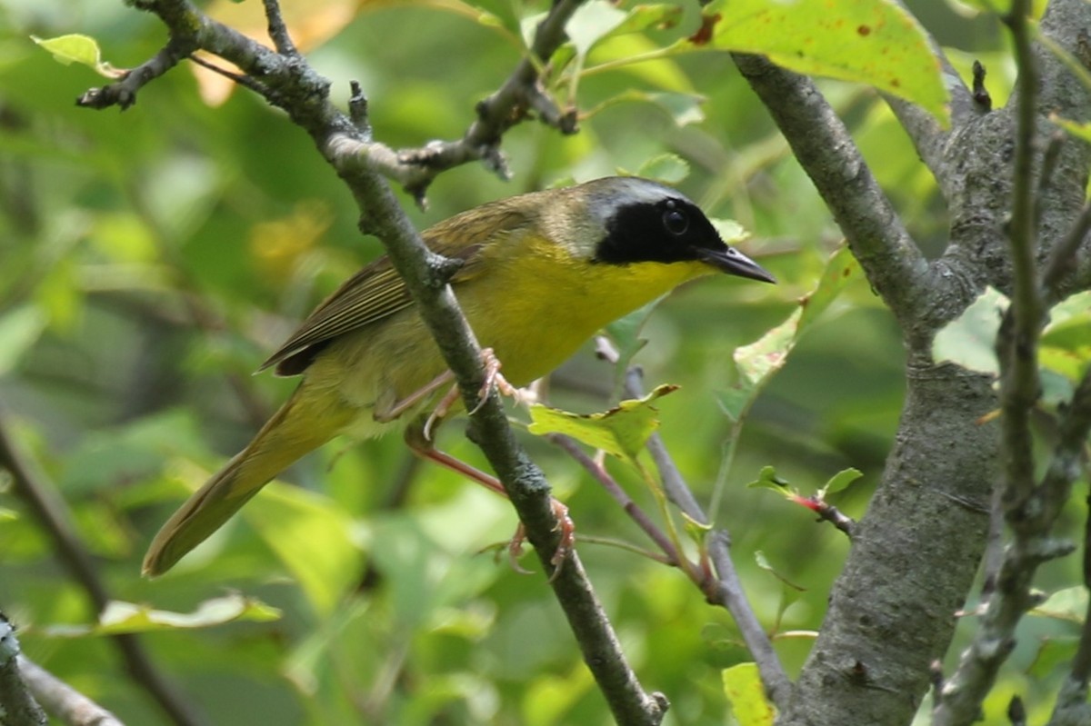 Common Yellowthroat - ML620716518