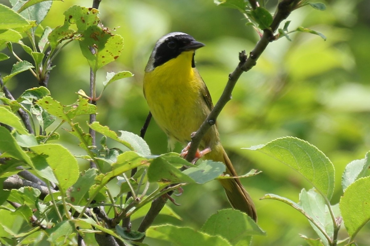 Common Yellowthroat - ML620716519