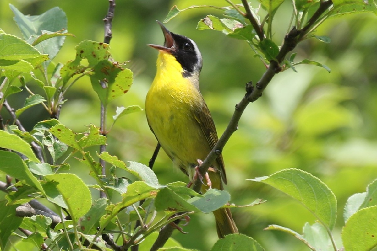 Common Yellowthroat - Barry Fasciano