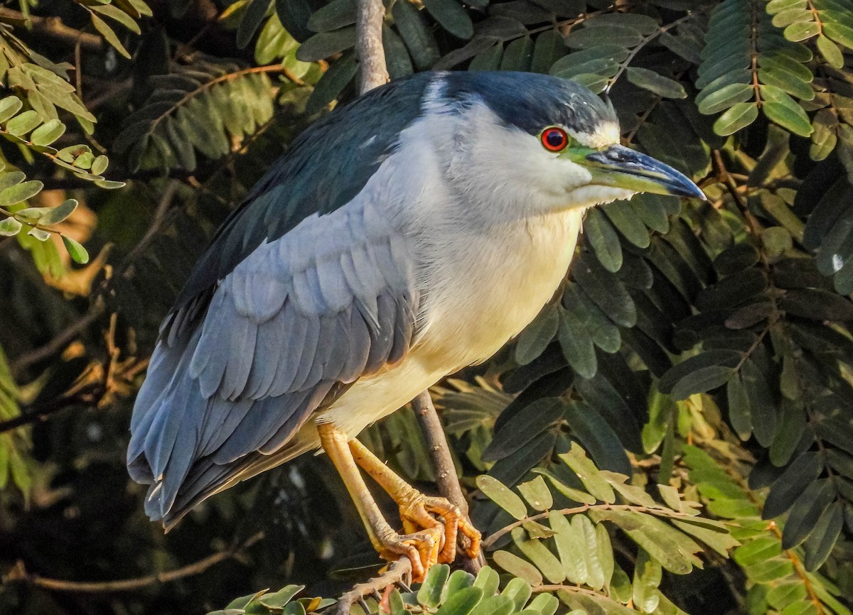 Black-crowned Night Heron - José Silvestre Vieira