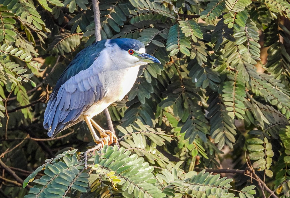 Black-crowned Night Heron - ML620716523