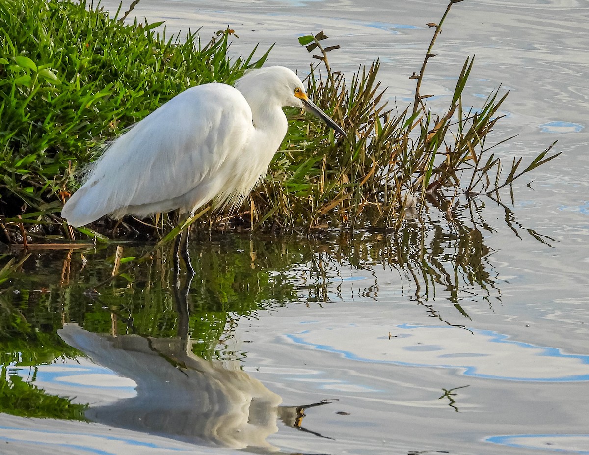 Snowy Egret - ML620716526