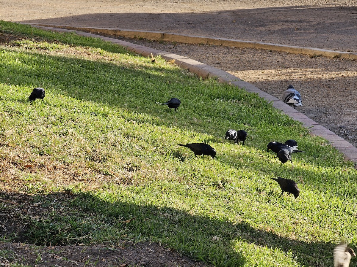 Shiny Cowbird - ML620716531