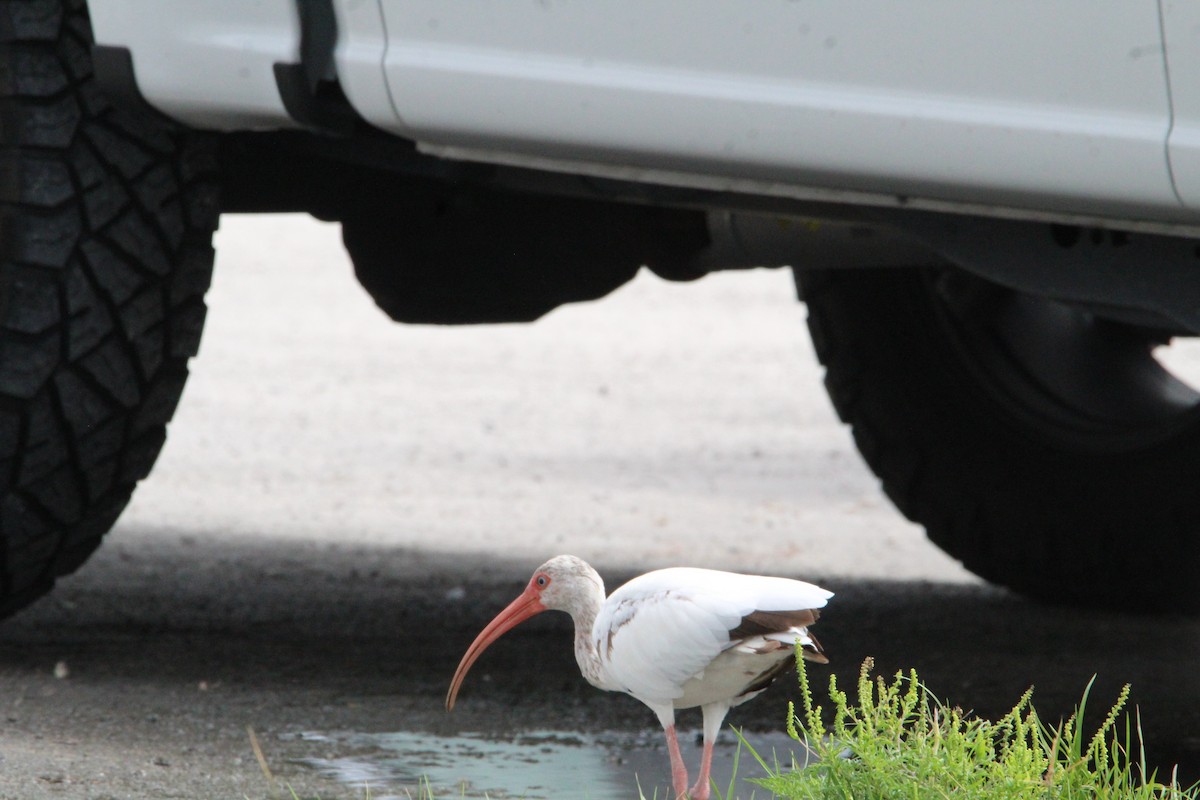 White Ibis - ML620716532