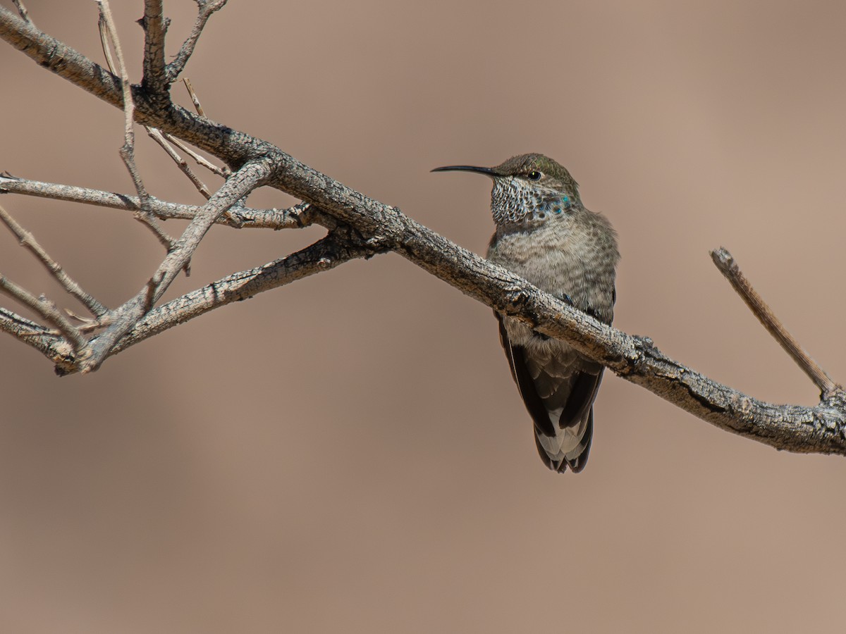 Colibrí Cordillerano - ML620716533