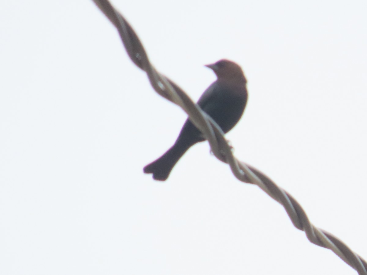 Brown-headed Cowbird - ML620716535