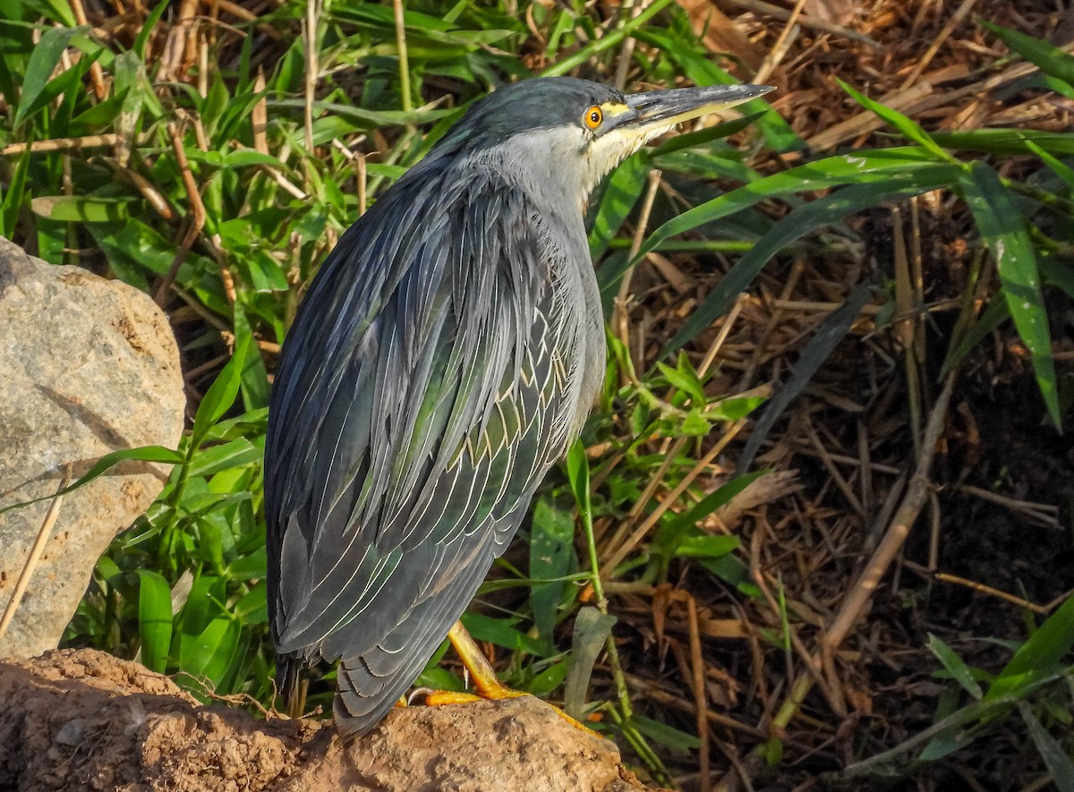 Striated Heron - ML620716537