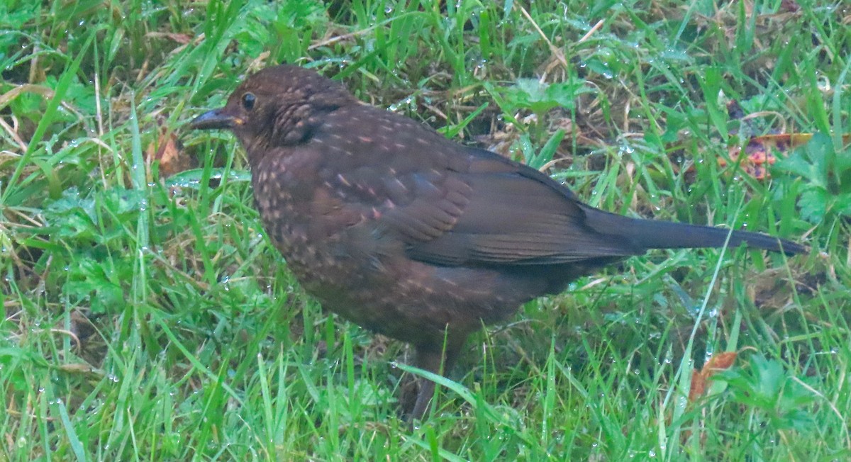 Eurasian Blackbird - ML620716538