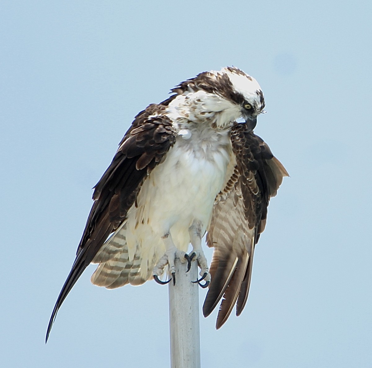 Águila Pescadora - ML620716539