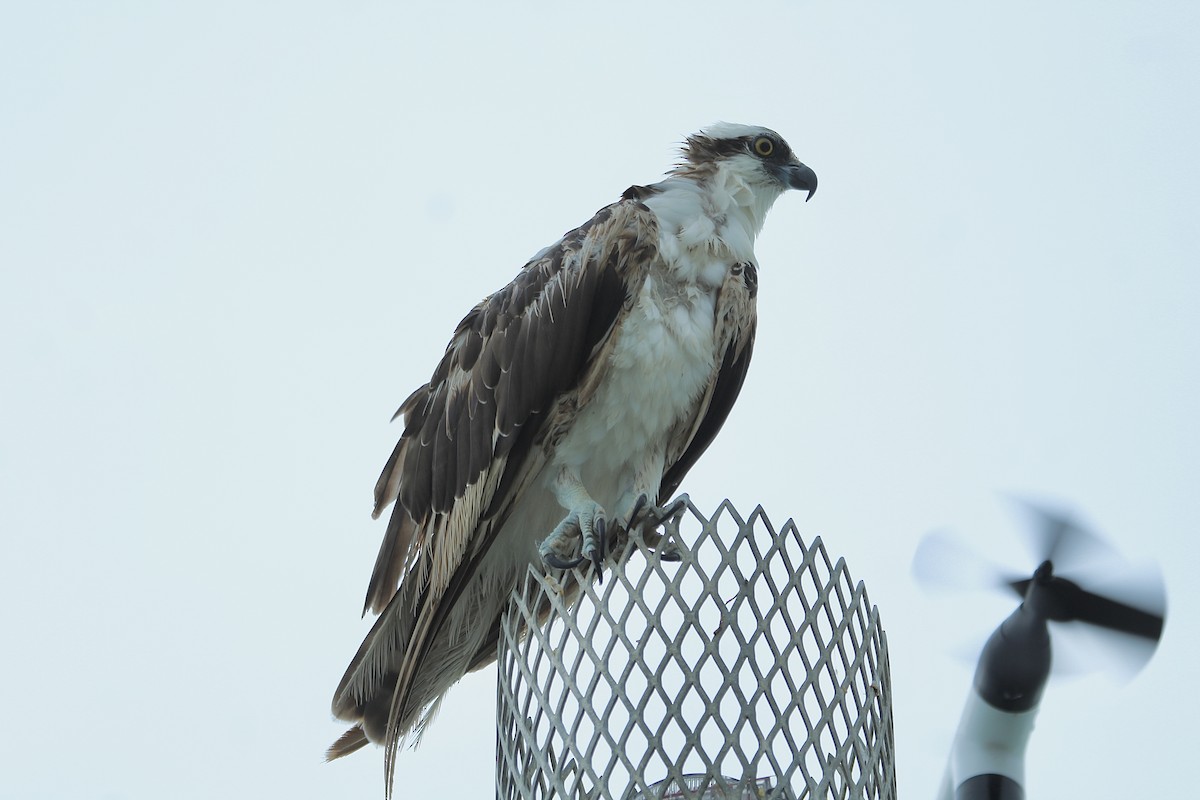 Águila Pescadora - ML620716540