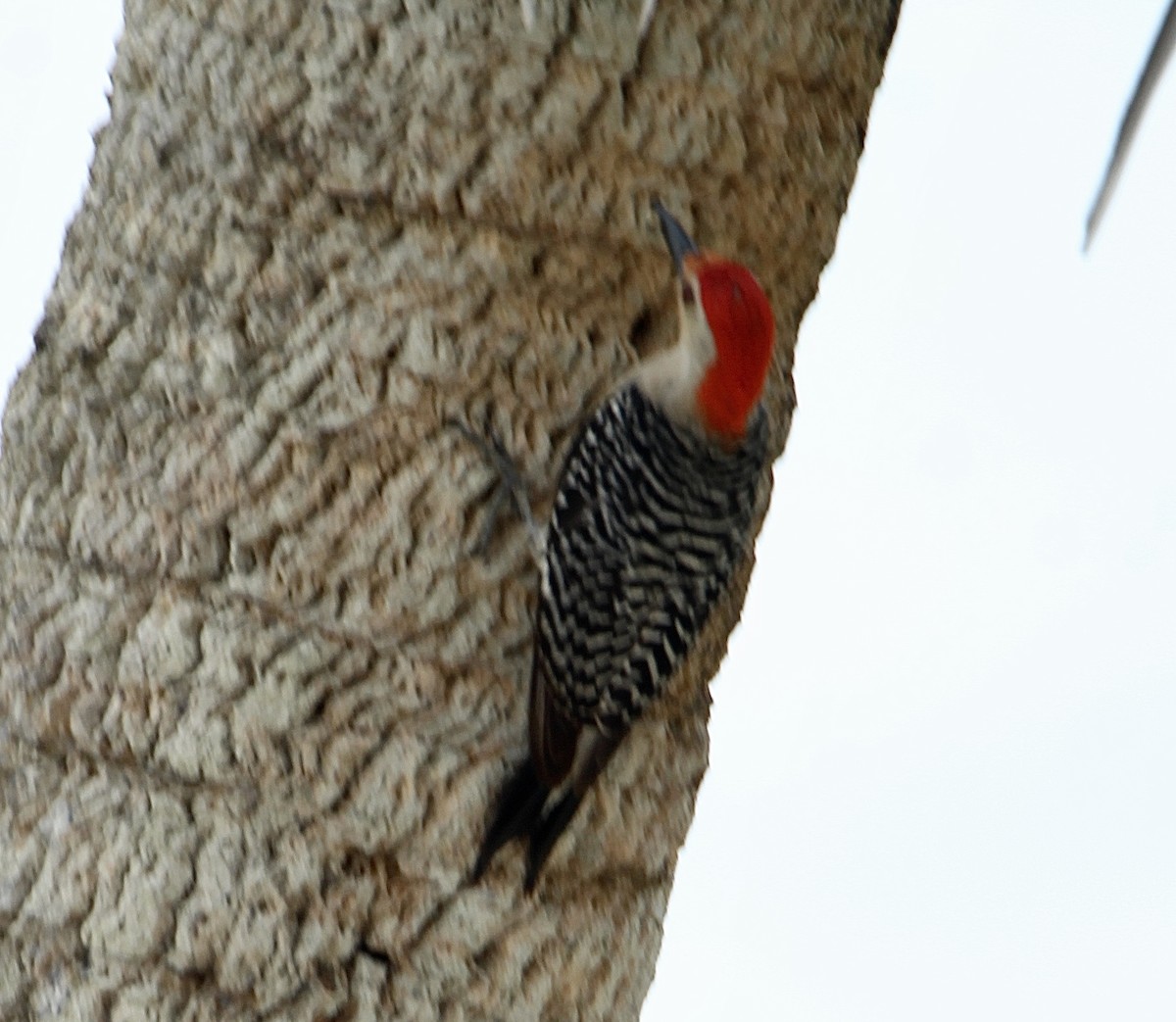 Red-bellied Woodpecker - ML620716548