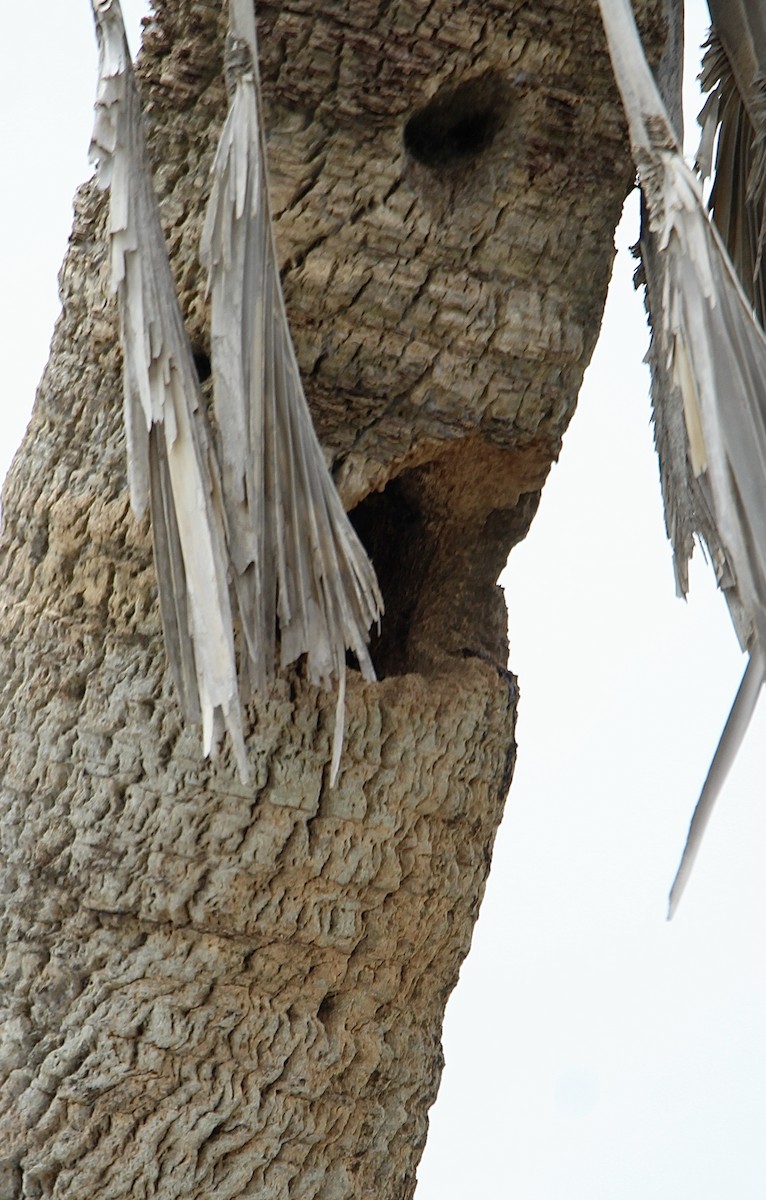 Red-bellied Woodpecker - ML620716549