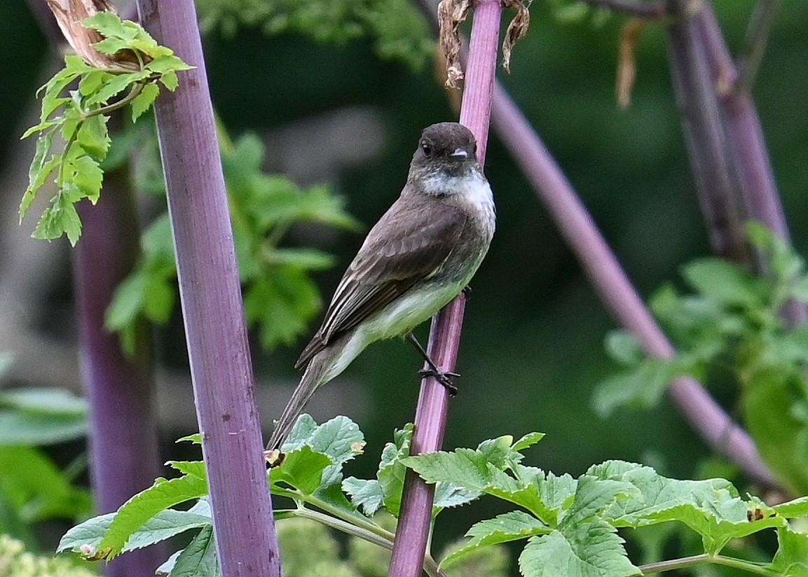 Eastern Wood-Pewee - ML620716551