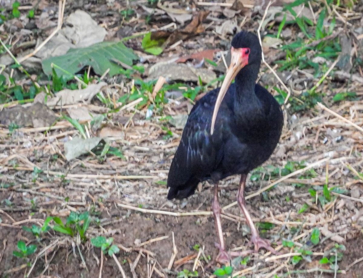 Bare-faced Ibis - ML620716553