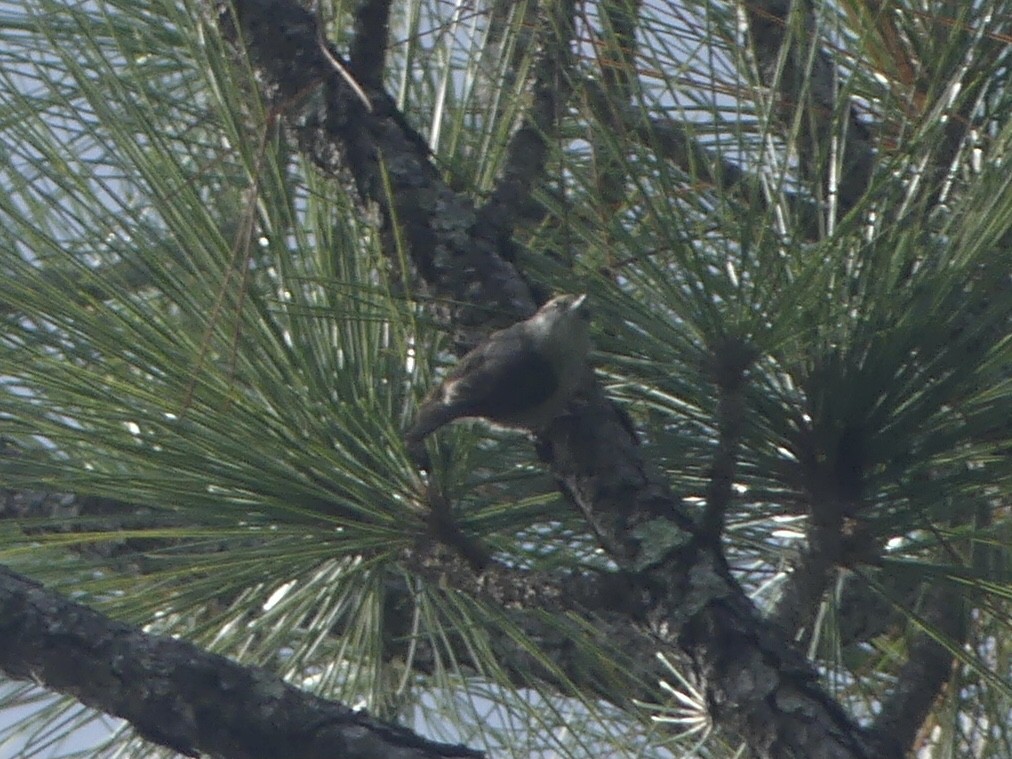 Brown-headed Nuthatch - ML620716555