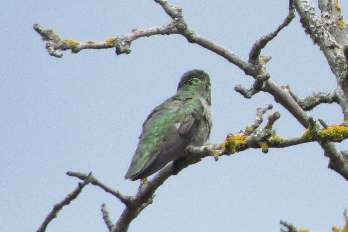 Anna's Hummingbird - ML620716556