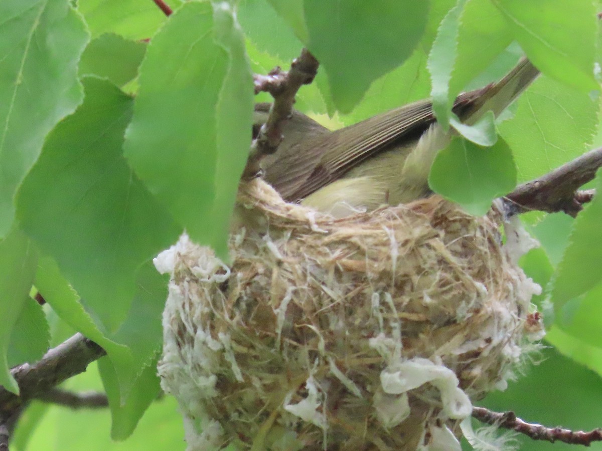 Warbling Vireo - Mabel Bredahl