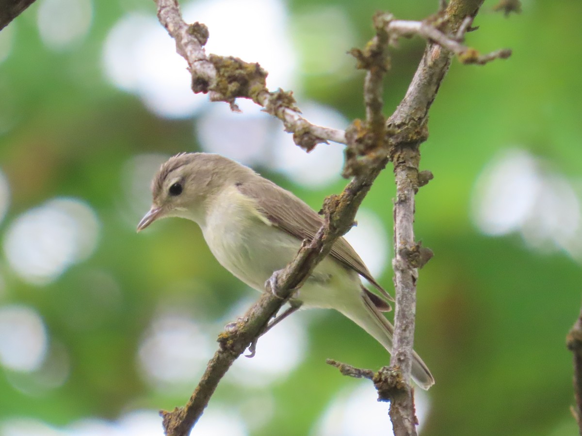 Warbling Vireo - ML620716559