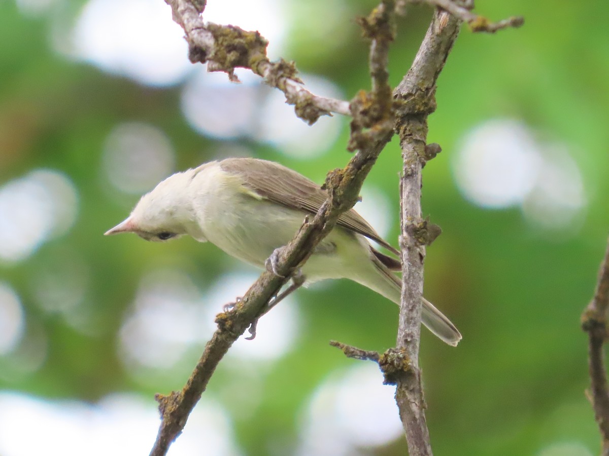 Warbling Vireo - ML620716560