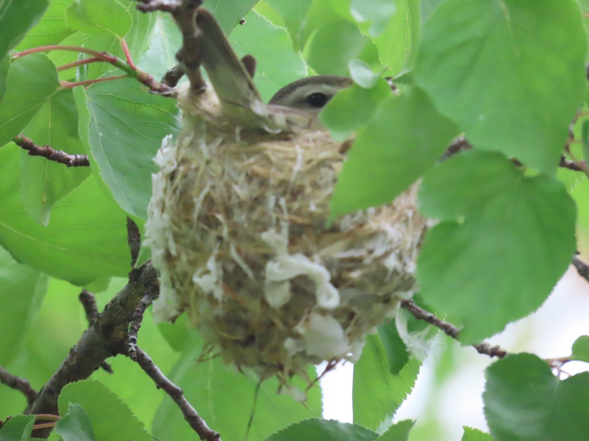 Warbling Vireo - ML620716561