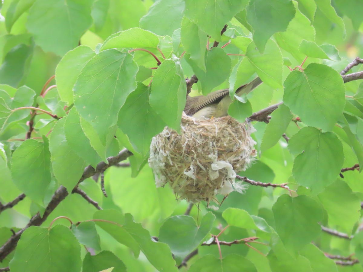 Warbling Vireo - ML620716562