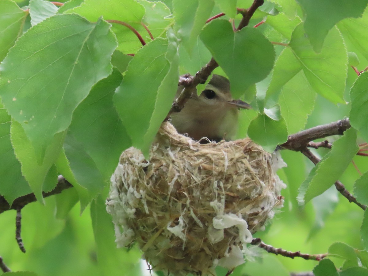 Warbling Vireo - ML620716563