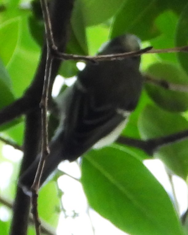 Coal Tit - Eric Haskell