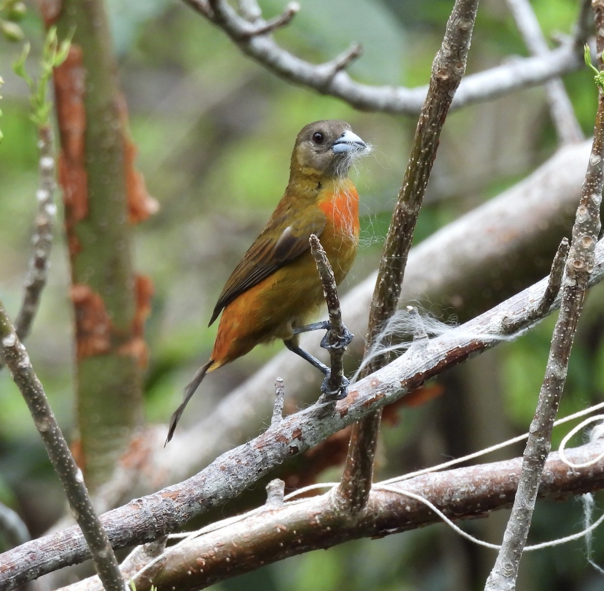 Scarlet-rumped Tanager - ML620716568