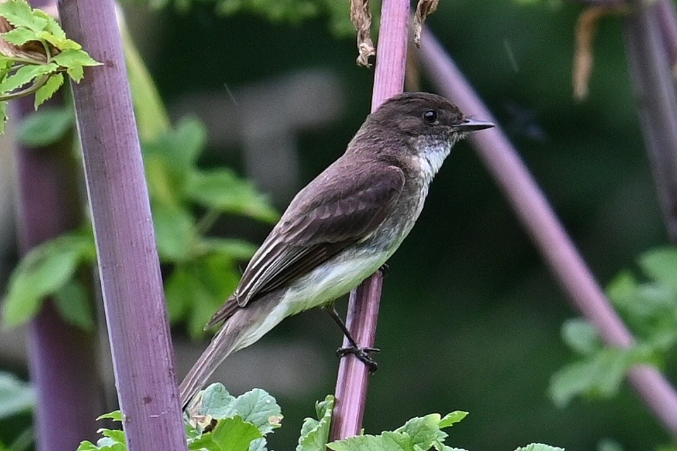 Eastern Wood-Pewee - ML620716569