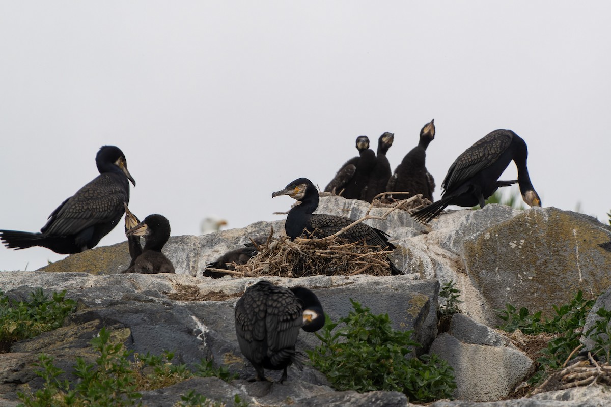 Great Cormorant - ML620716570