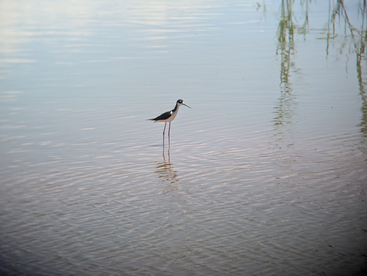 Black-necked Stilt - ML620716571