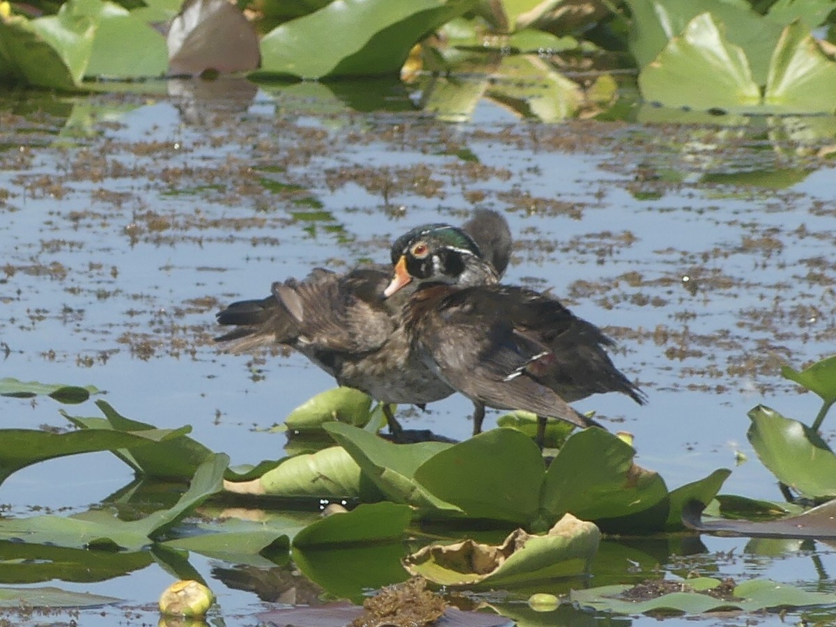 Wood Duck - ML620716572