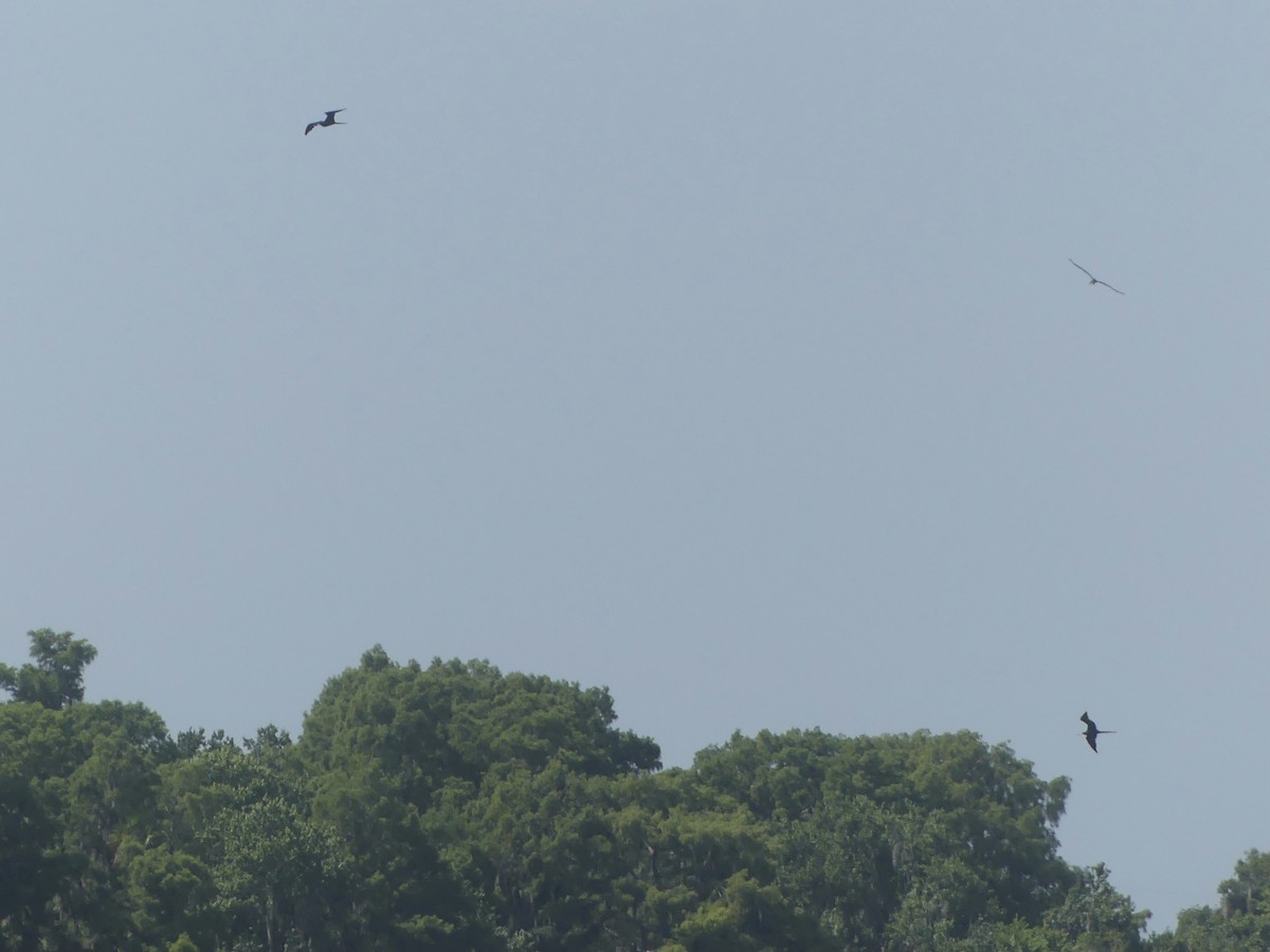 Magnificent Frigatebird - ML620716576