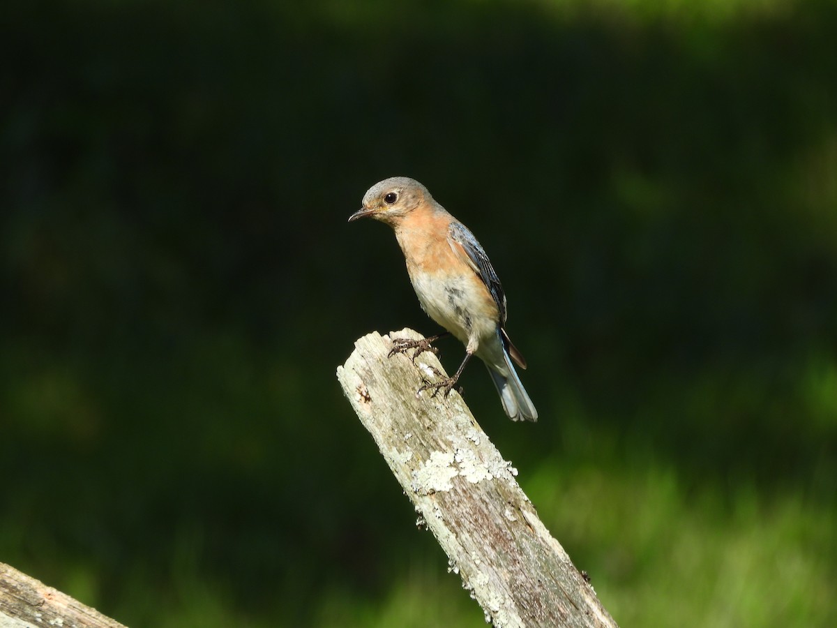 Eastern Bluebird - ML620716587