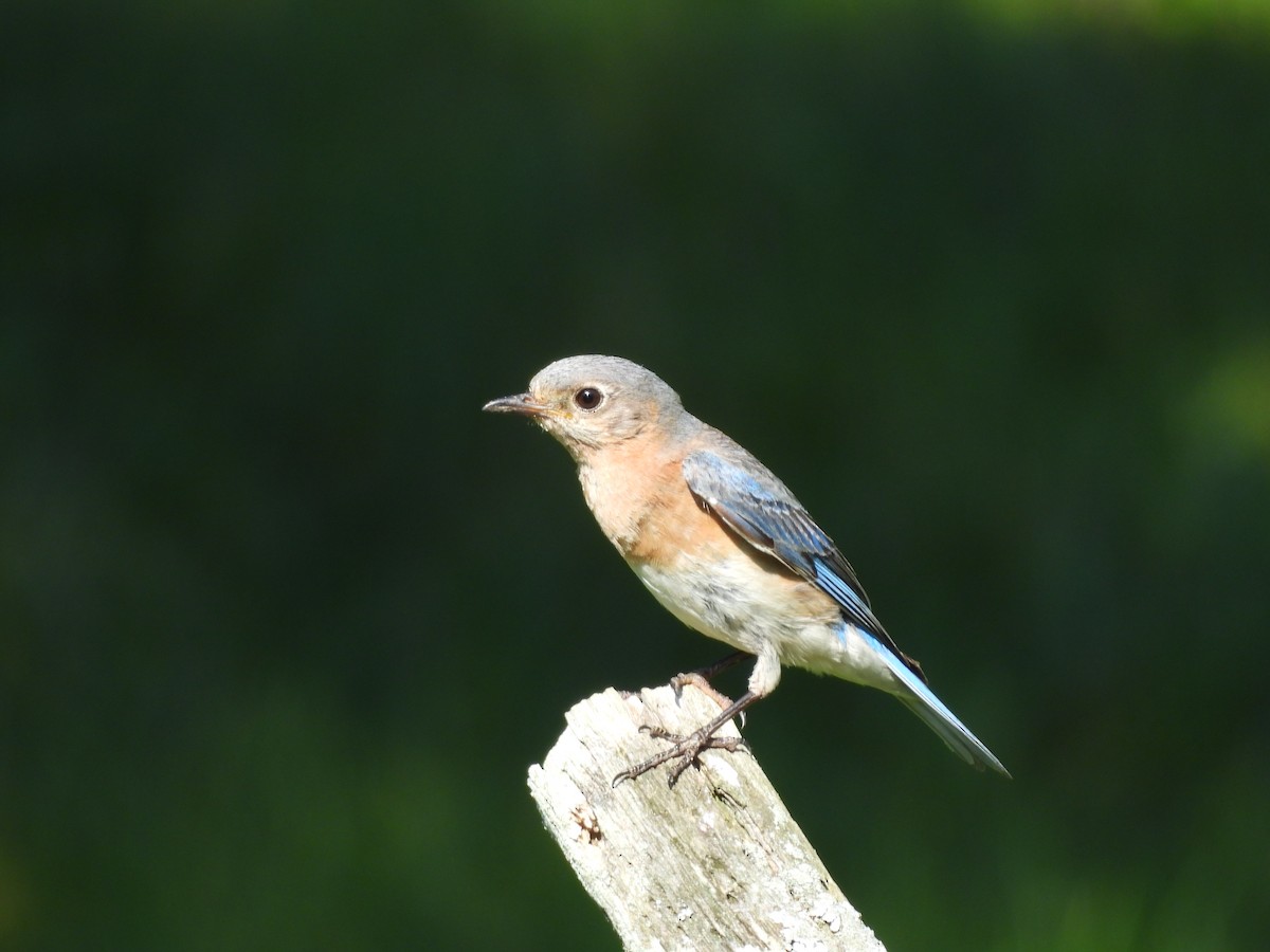 Eastern Bluebird - ML620716588