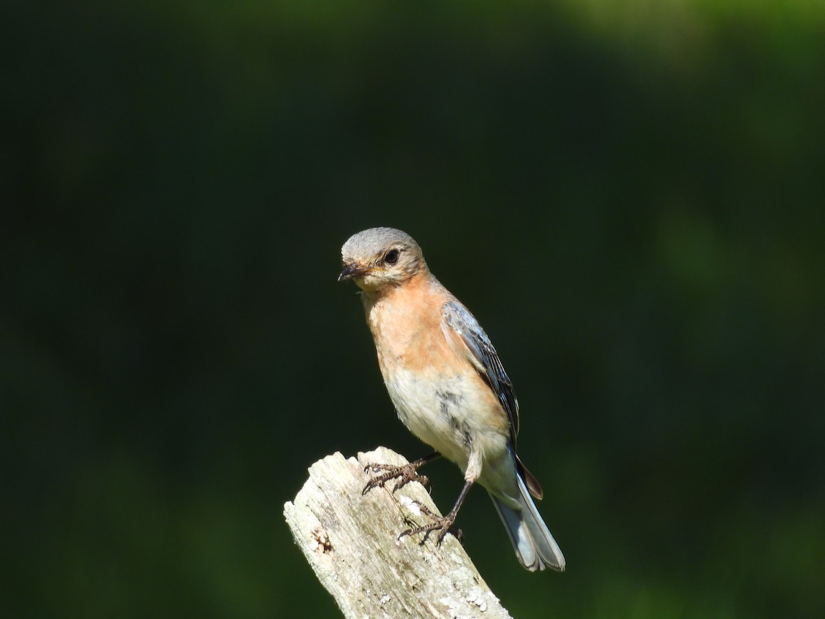 Eastern Bluebird - ML620716590