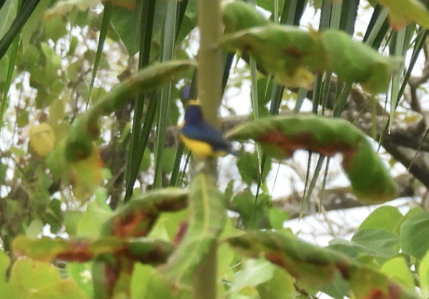 Thick-billed Euphonia - ML620716617