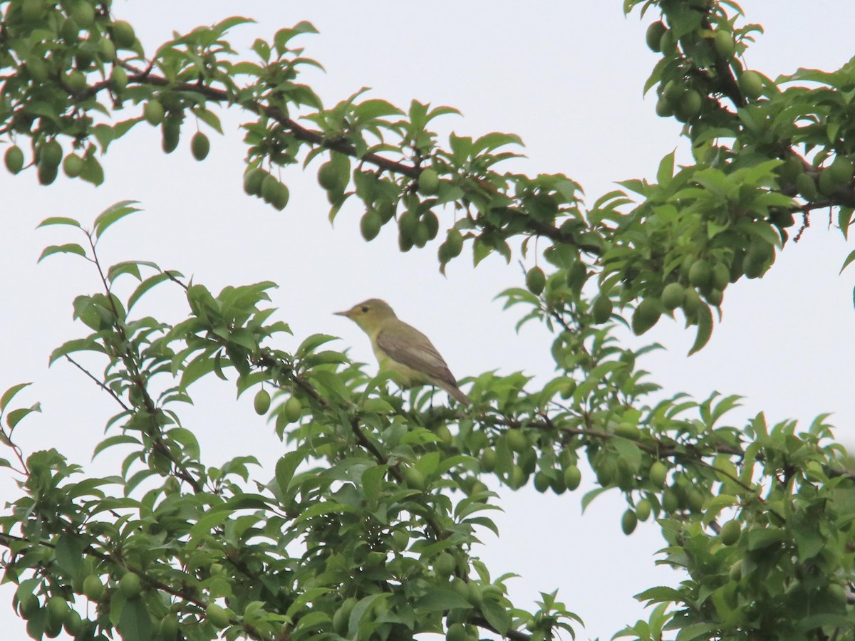 Icterine Warbler - ML620716618