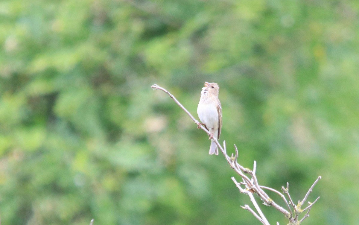 Common Rosefinch - ML620716621