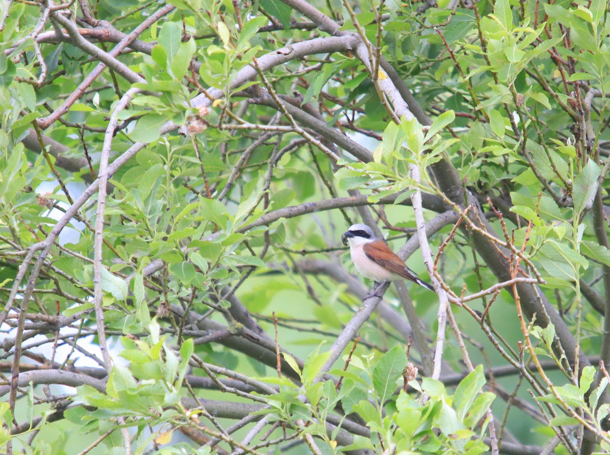 Red-backed Shrike - ML620716623