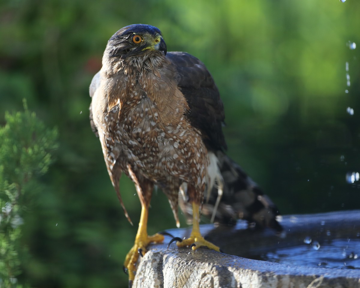 Cooper's Hawk - ML620716624