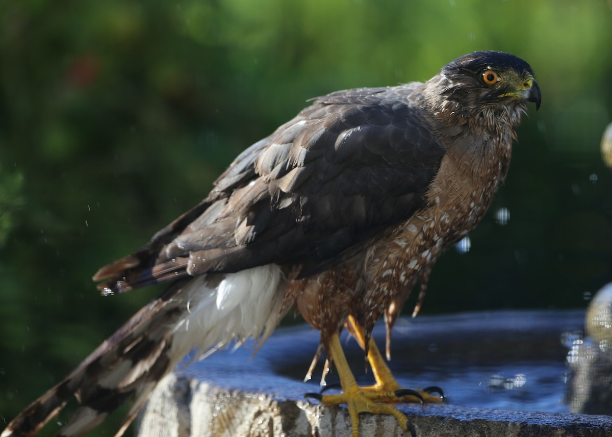 Cooper's Hawk - ML620716625