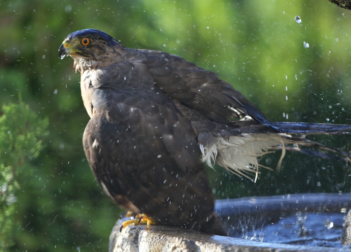 Cooper's Hawk - ML620716626