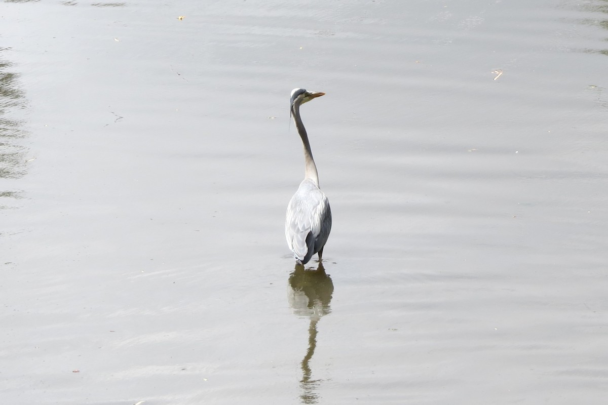 Great Blue Heron - ML620716630