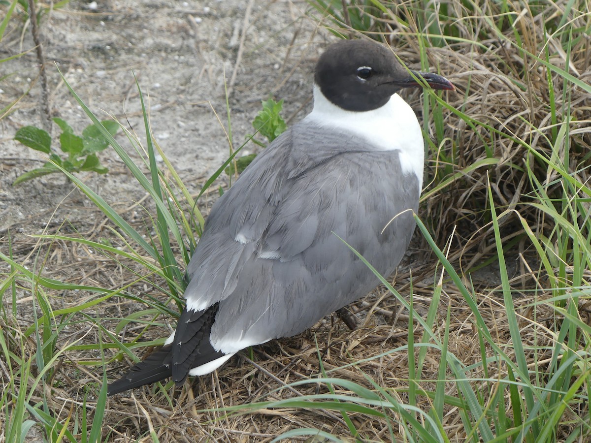 Laughing Gull - ML620716634